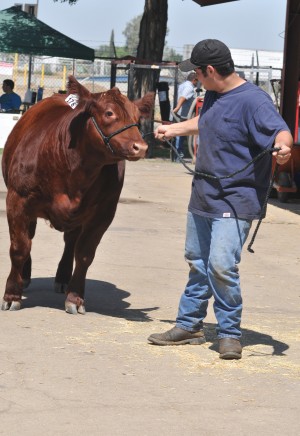 Fair starts